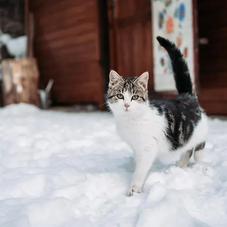 Gerendaház Sovia Wellness S Jacuzzi Kadou A Saunou, Cingov Szepessümeg